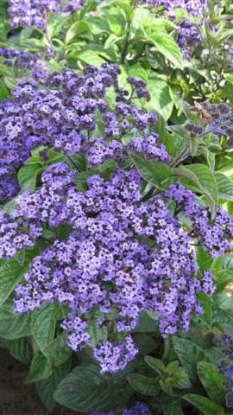 Picture of Heliotropium - Marine